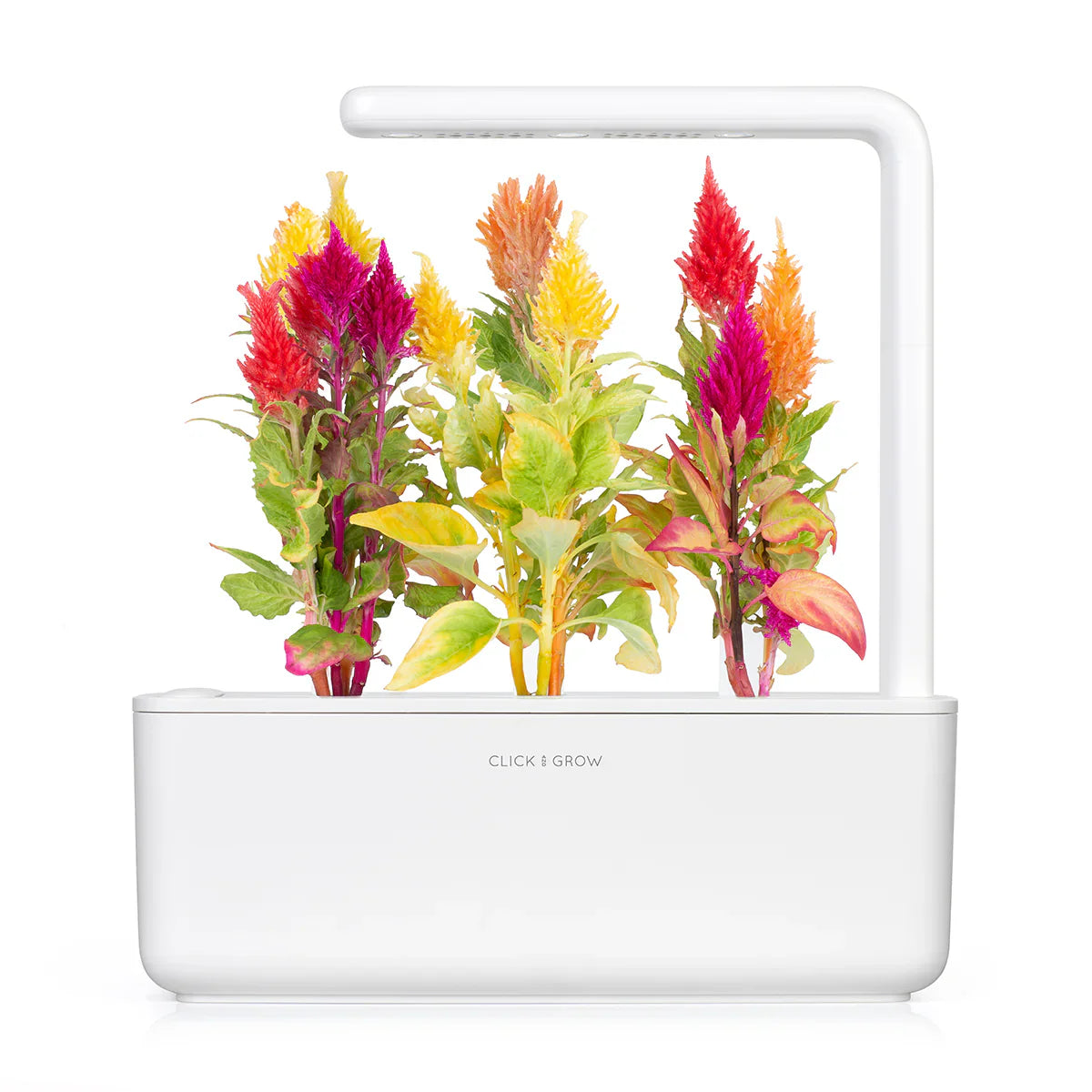 Click & Grow Cockscomb 3-pack