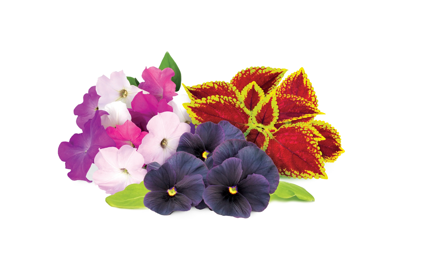Click & Grow Vibrant Flower Mix 9-pack