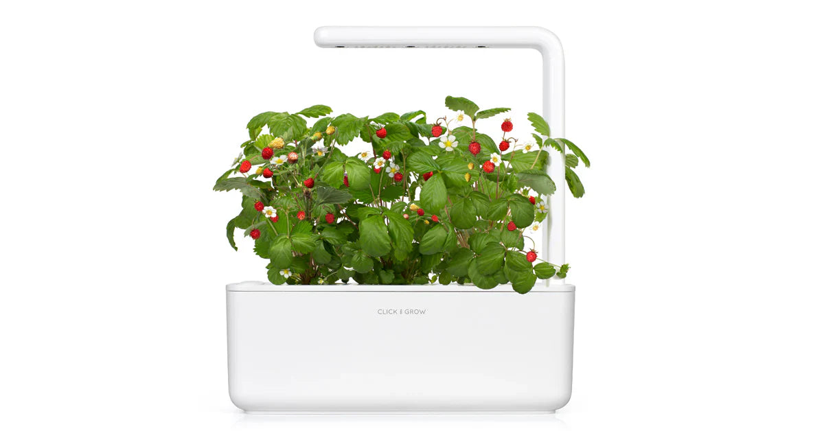 Click & Grow Wild Strawbery 3-pack