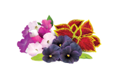 Click & Grow Vibrant Flower Mix 9-pack