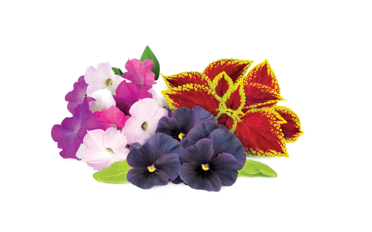 Click & Grow Vibrant Flower Mix 9-pack