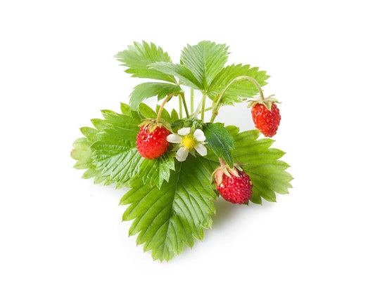 Click & Grow Wild Strawbery 3-pack